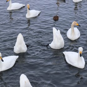 ��������� �����