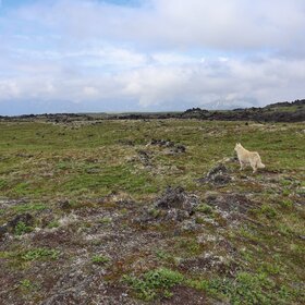 �������� �� ������ ������