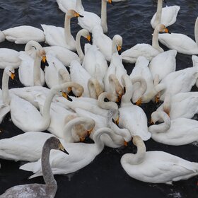 ��������� �����