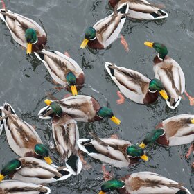 ��������� ��������