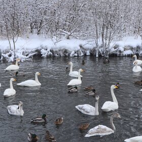 ��������� �����