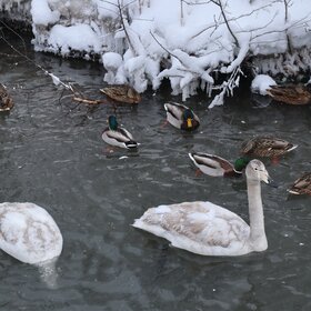 ��������� �����