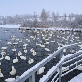 ��������� �����